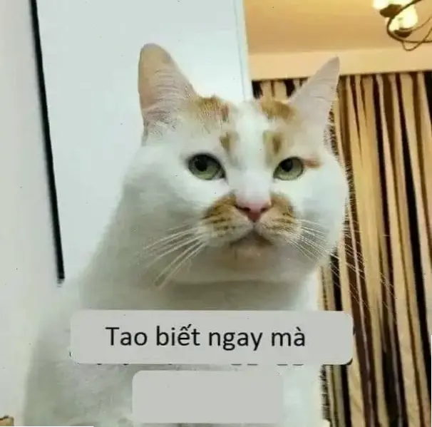 Meme chó mèo từ Avatar siêu hài hước và dễ thương, khiến bạn cười nghiêng ngả với những pha 