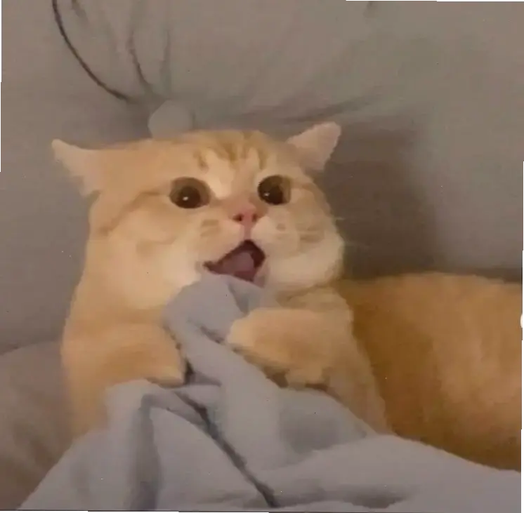 Avatar mèo cute hài hước này sẽ làm ngày của bạn bừng sáng! Khám phá sự dễ thương và vui nhộn, mang nụ cười đến mọi khoảnh khắc. 😺