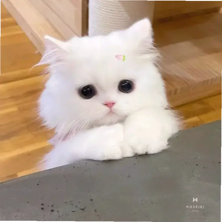 Avatar mèo cute siêu dễ thương này sẽ làm ngày của bạn thêm vui vẻ, mang đến nụ cười rạng rỡ và chút ấm áp đáng yêu!