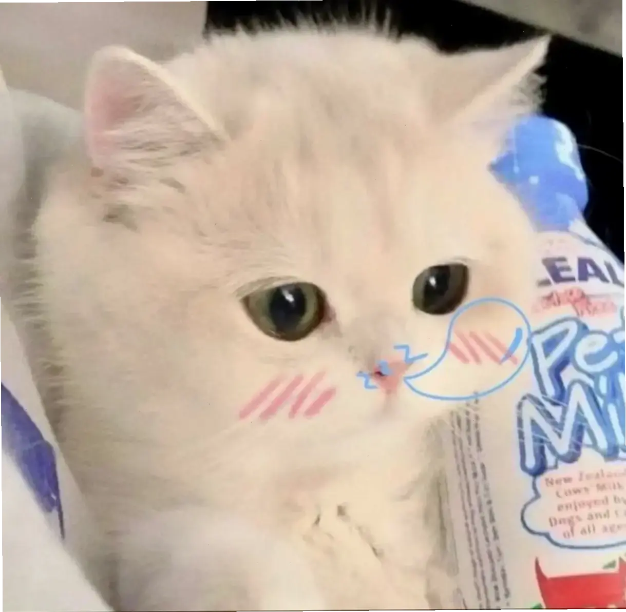 Avatar mèo TikTok hài hước khiến bạn cười nghiêng ngả với những pha troll siêu đỉnh! Khám phá ngay khoảnh khắc vui nhộn không thể bỏ lỡ. 😹
