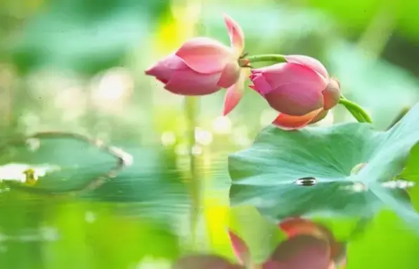 Bộ sưu tập hình nền hoa sen đa dạng, từ cổ điển đến hiện đại, phù hợp mọi thiết bị.