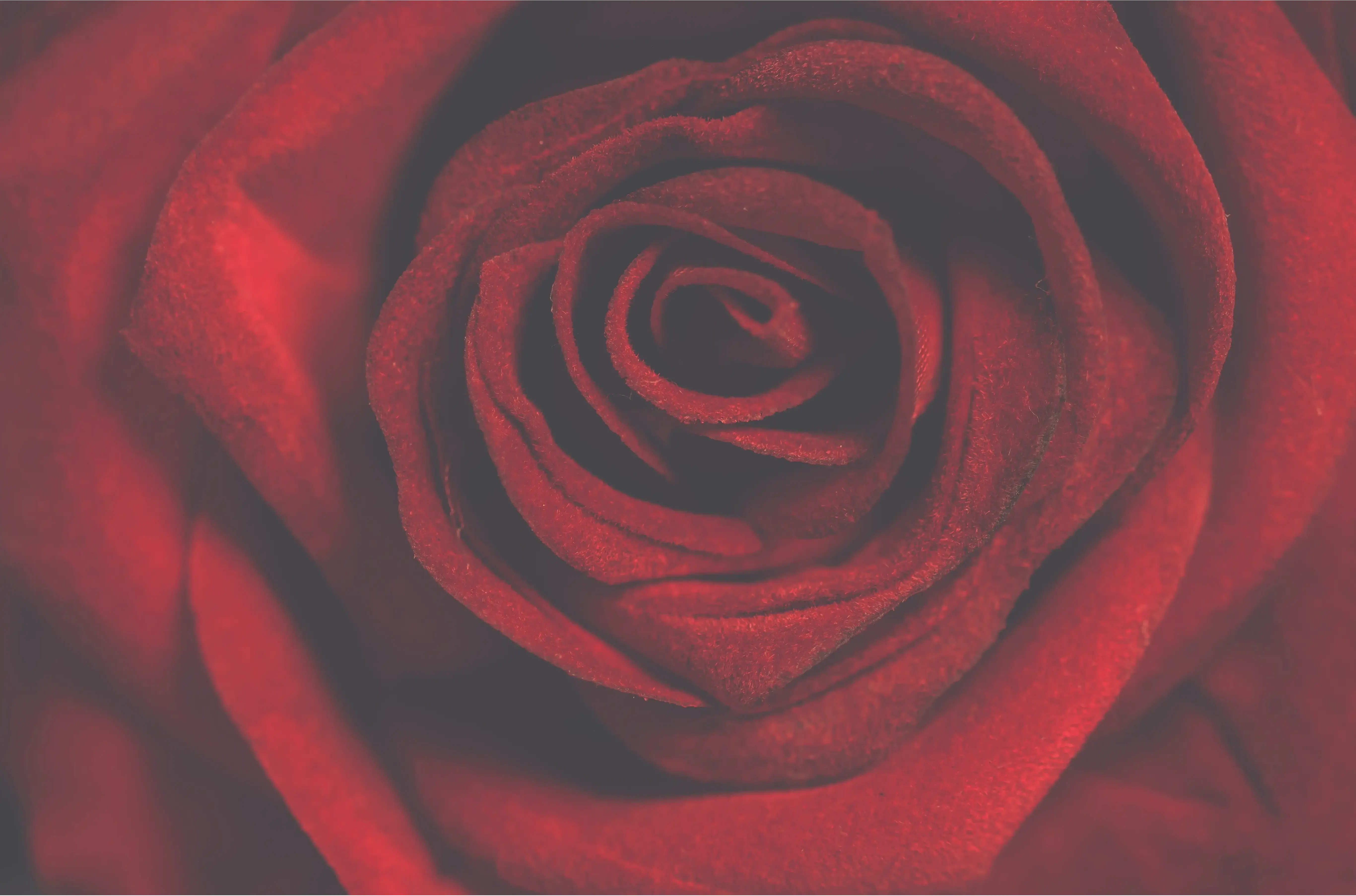 Chụp cận cảnh hoa hồng Valentine, khám phá chi tiết tinh tế và vẻ đẹp mê hoặc đầy cuốn hút.