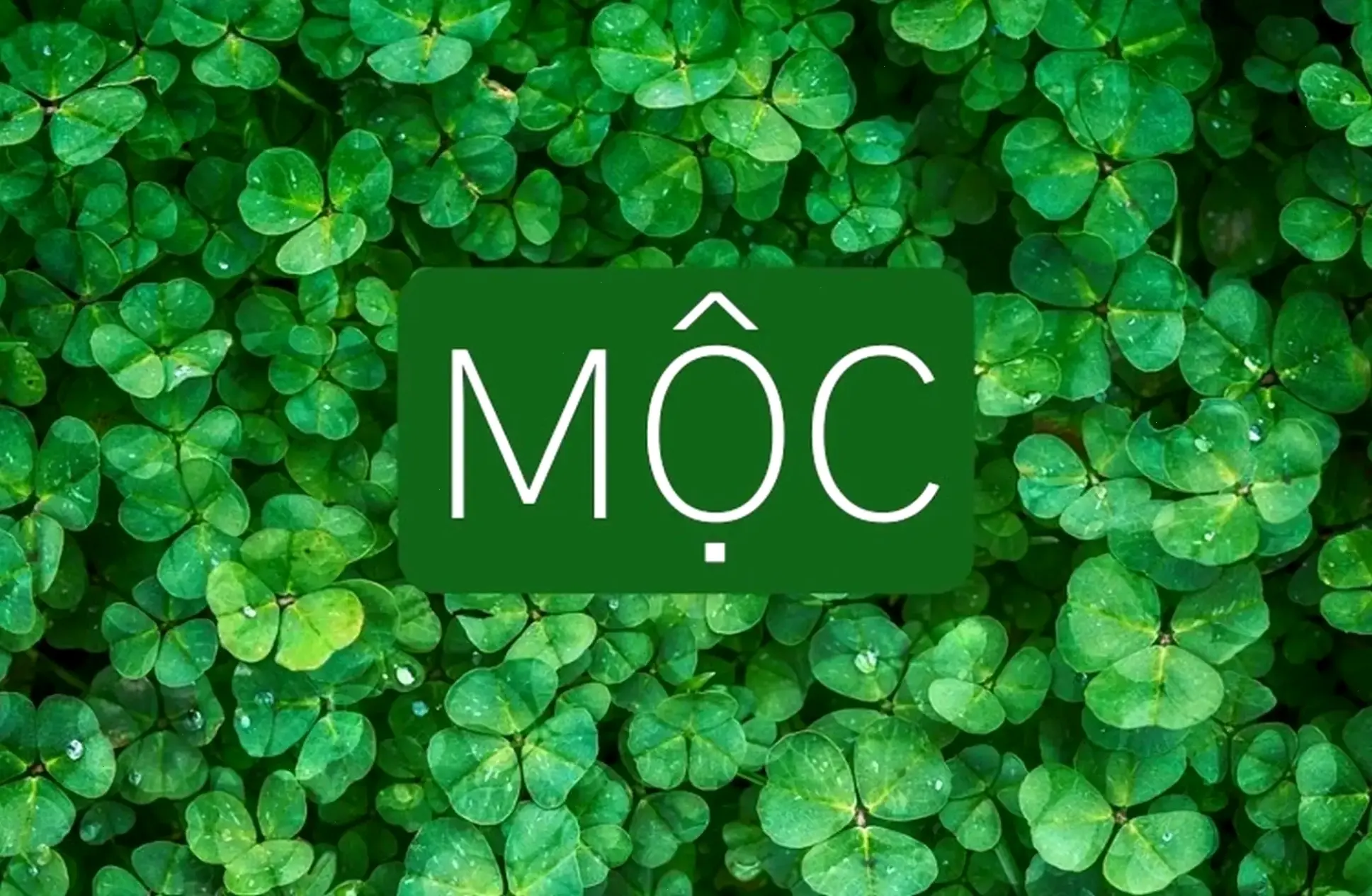 Hình nền cỏ 4 lá cho mệnh mộc mang đến may mắn và năng lượng tươi mới, giúp cân bằng phong thủy cho cuộc sống hàng ngày của bạn!