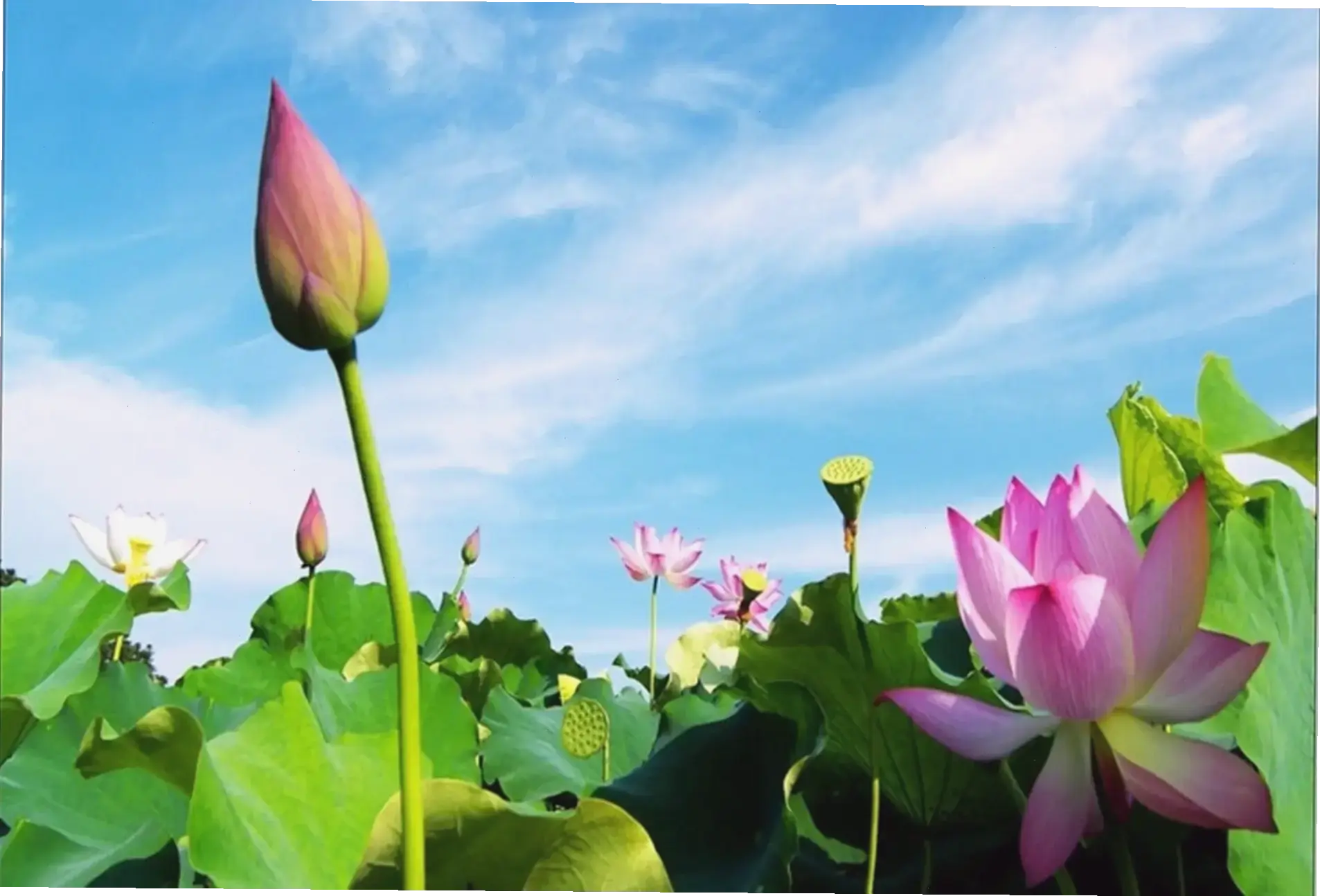 Hình nền điện thoại hoa sen dịu dàng, làm mới không gian cá nhân trên thiết bị di động.