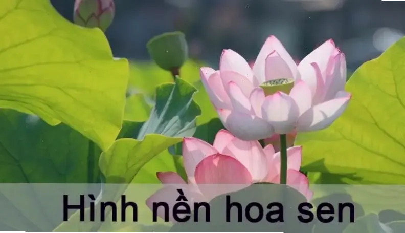 Hình nền hoa sen đẹp, mang hương sắc thiên nhiên vào thế giới kỹ thuật số một cách dễ dàng.