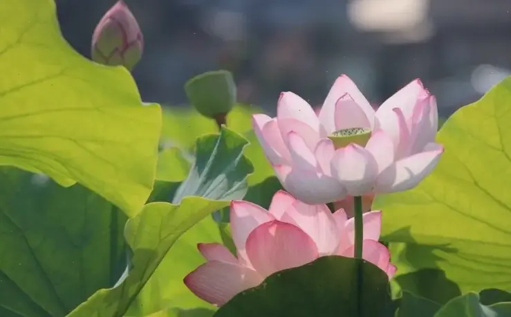 Hình nền hoa sen Phật giáo thiêng liêng, truyền cảm hứng bình an và trí tuệ sâu sắc.