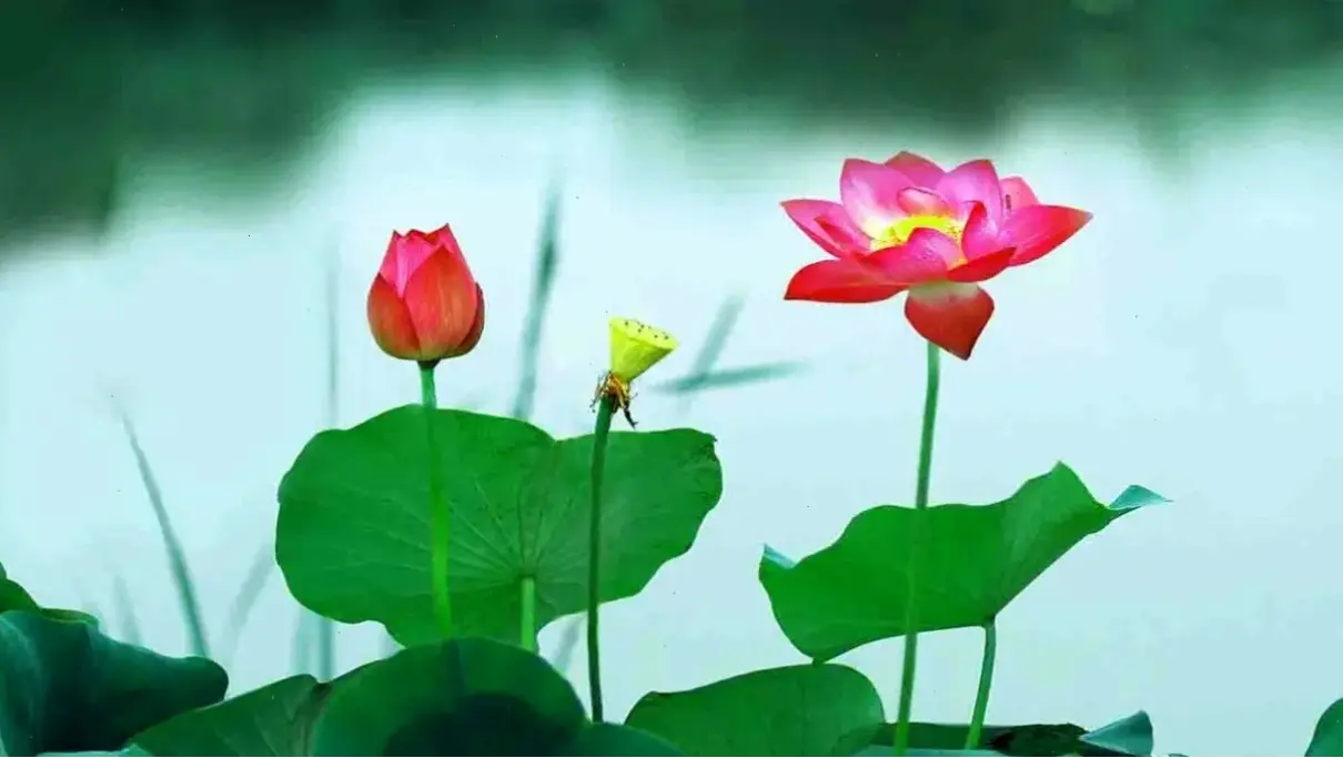 Hình nền máy tính hoa sen đẹp, mang lại sự thanh tịnh và tươi mới cho màn hình của bạn mỗi ngày.