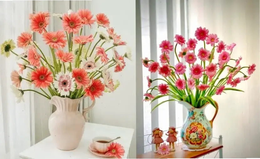 Hoa đồng tiền trong phong thủy thu hút tài lộc và may mắn, lý tưởng để bố trí trong nhà dịp Tết.