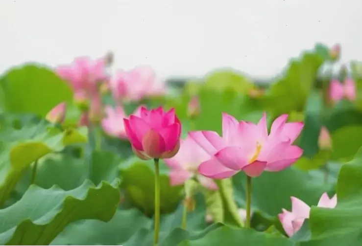 Hoa sen cắm bình lý tưởng cho không gian thiền, mang lại sự thư giãn và bình an sâu sắc.
