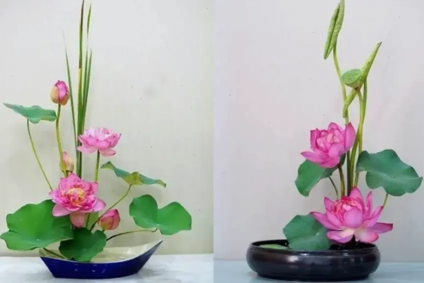Họa tiết hoa sen cách điệu, ý tưởng sáng tạo cho trang trí nội thất và phụ kiện nhà cửa.