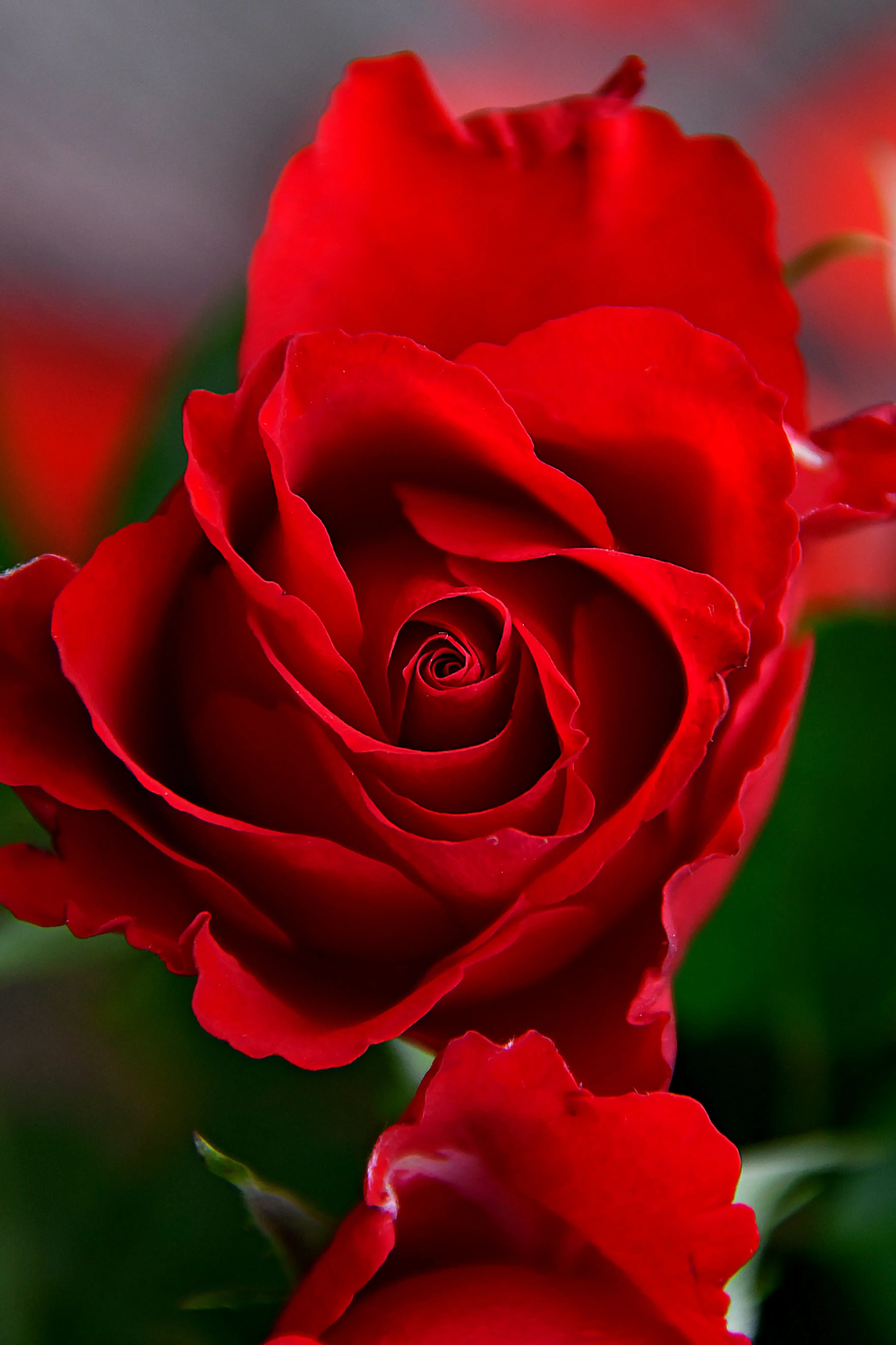 Khám phá vẻ đẹp rực rỡ của hoa hồng đỏ Valentine, biểu tượng tình yêu nồng cháy và đam mê lãng mạn.