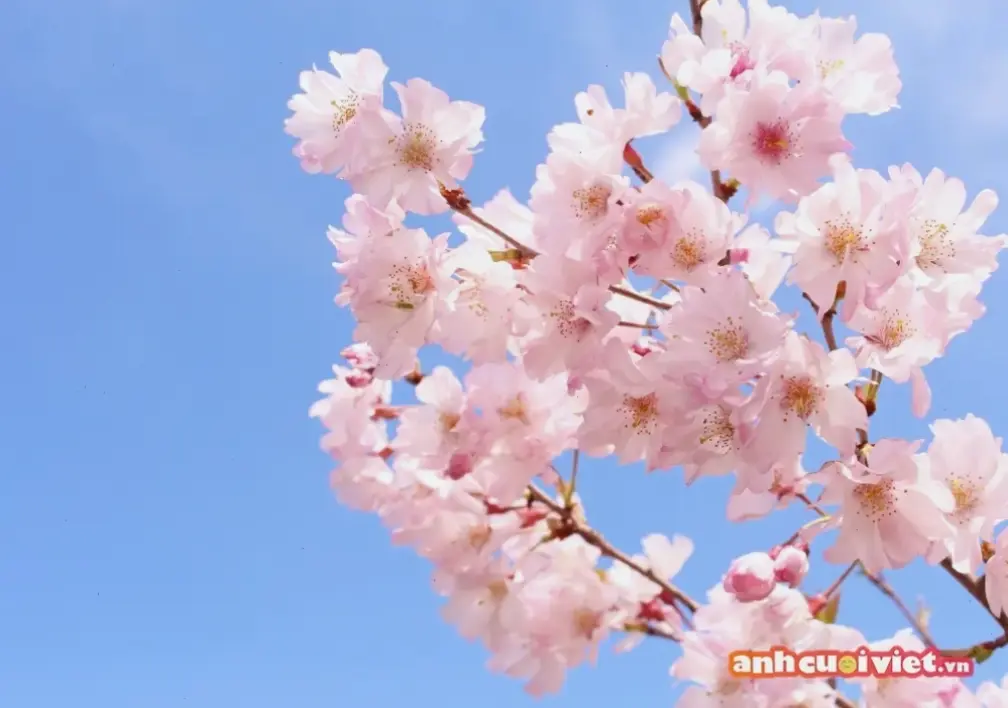 Avatar hoa phong cảnh mang đến vẻ đẹp thiên nhiên tươi mới, truyền cảm hứng thư giãn và khám phá thế giới xanh.