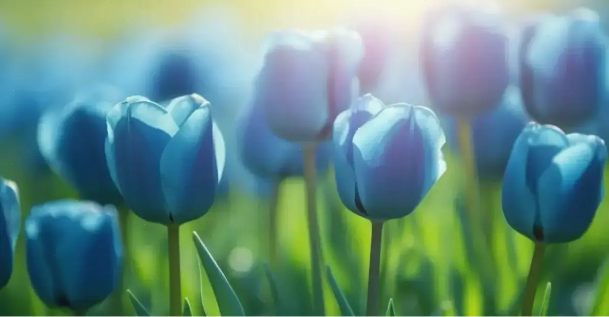 Ảnh cận cảnh 4K hoa tulip, chi tiết sắc nét, làm nổi bật từng đường nét hoàn hảo và tinh tế.