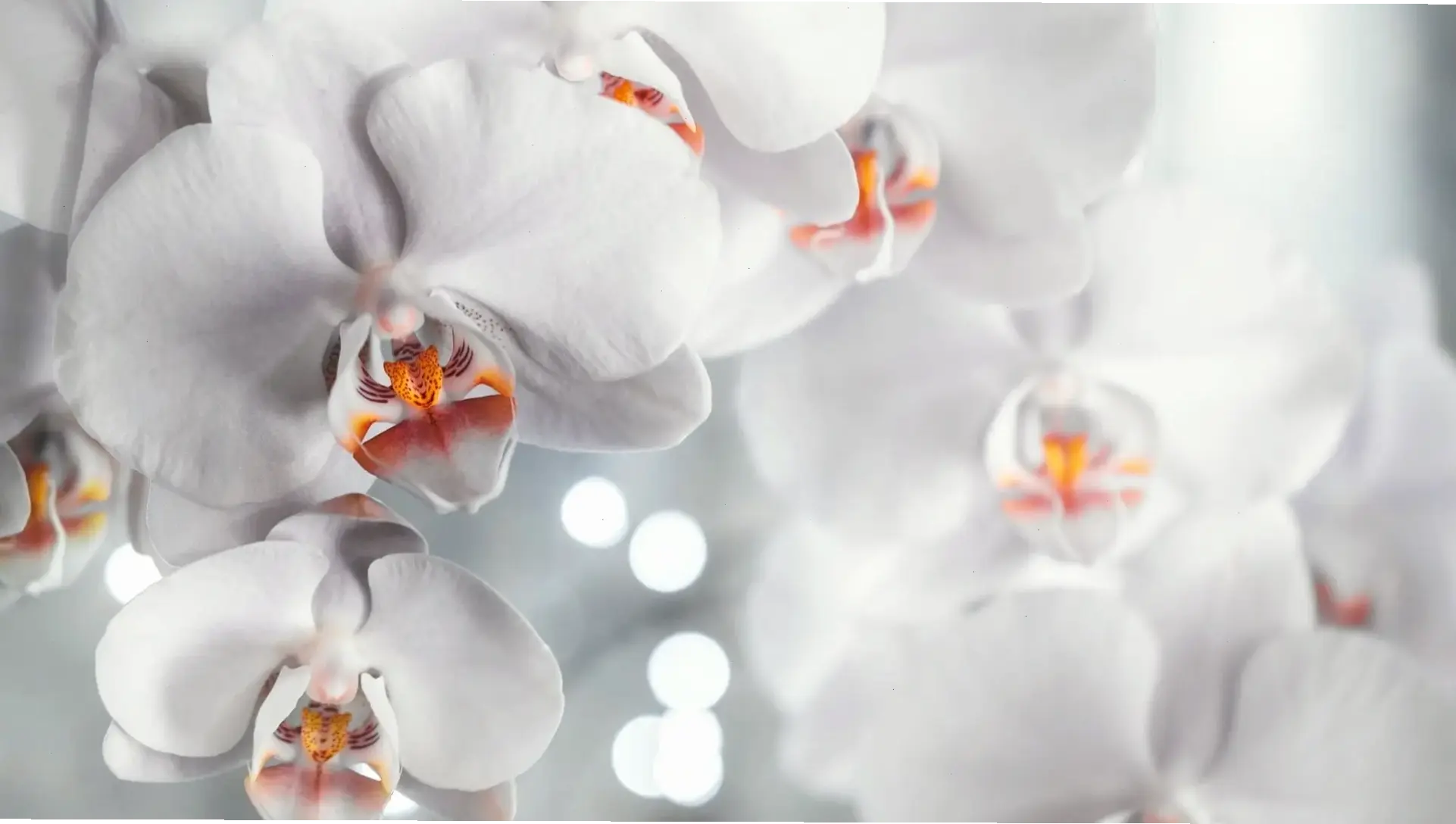 Ảnh hoa lan trắng sang trọng, tô điểm không gian với sự thanh lịch và đẳng cấp vượt trội, mang đến cảm giác yên bình.