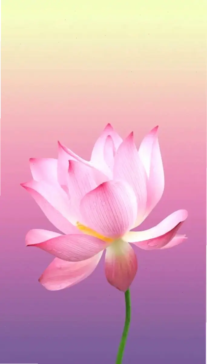 Ảnh Phật A Di Đà trên hoa sen mang đến sự bình an tuyệt đối, giúp bạn thư giãn và tái tạo năng lượng tích cực.