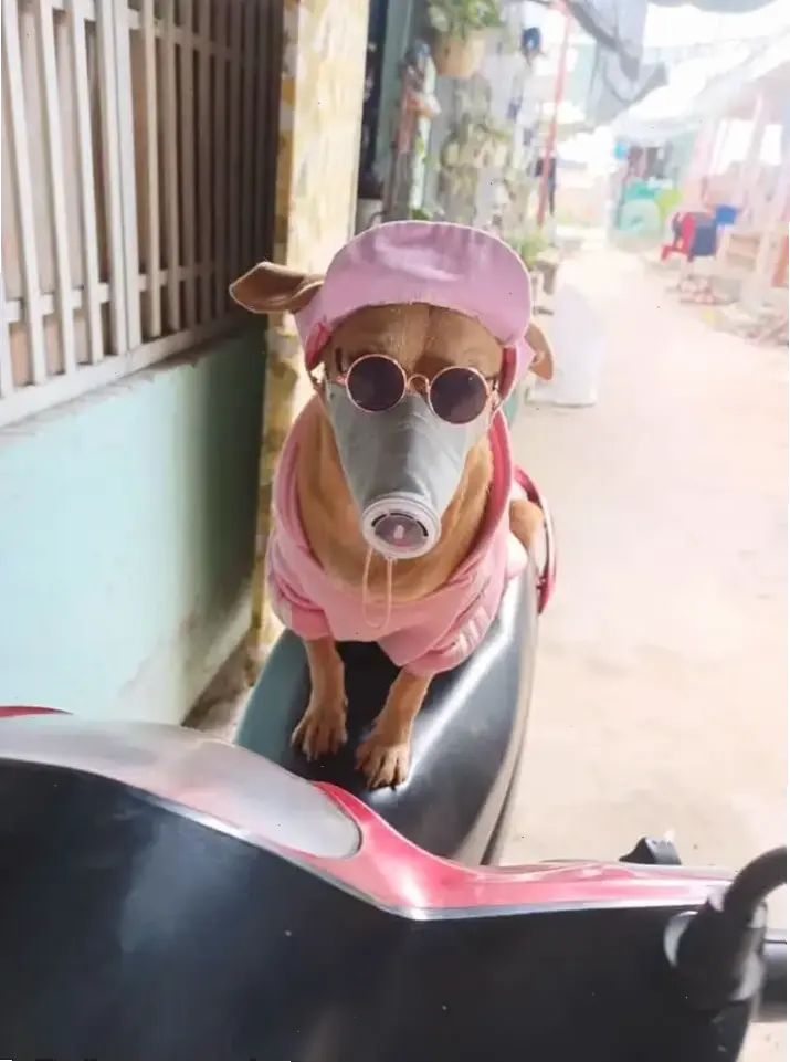 Avatar chó đeo kính: Chú chó phong cách, thông minh và dễ thương, sẵn sàng khám phá mọi cuộc phiêu lưu thú vị!