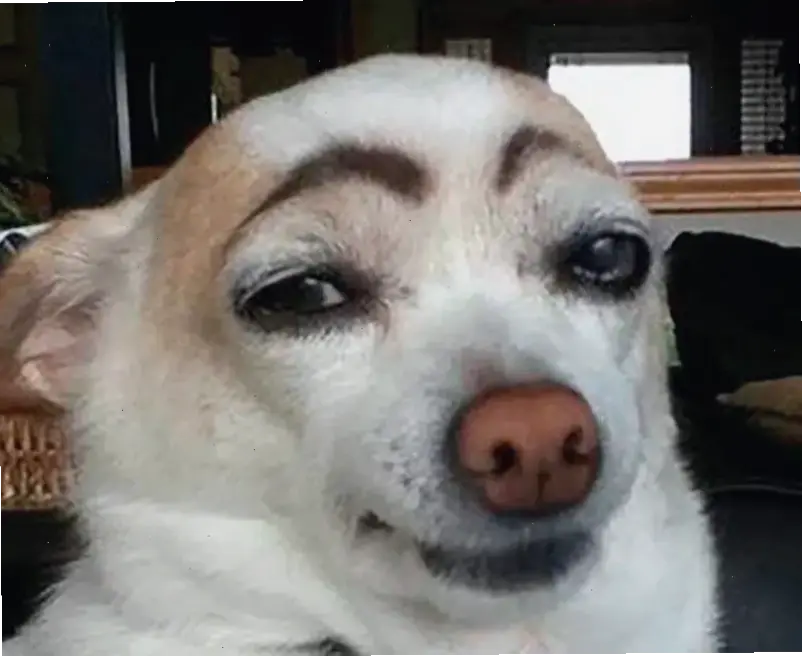 Avatar chó meme hài hước này làm mưa làm gió trên mạng, khiến bạn cười nghiêng ngả mỗi ngày! 😄