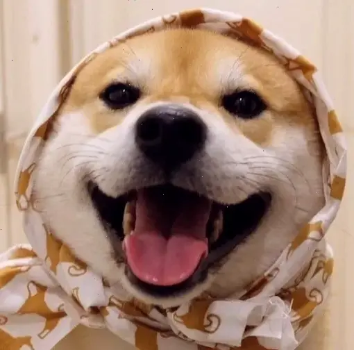 Avatar chó Shiba bựa siêu dễ thương và hài hước, biến profile bạn thành nguồn vui bất tận với nét ngộ nghĩnh độc đáo!