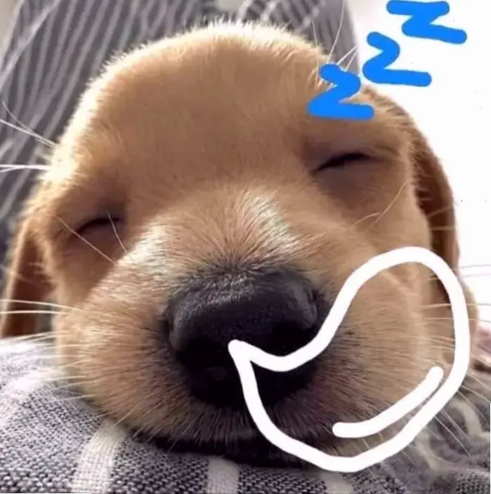 Avatar Chó: Người bạn trung thành và dễ thương cho mọi avatar, biến profile bạn thành điểm nhấn độc đáo ngay hôm nay!