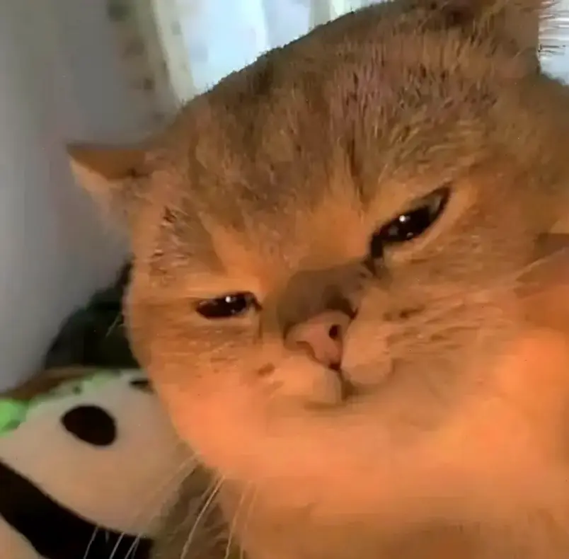 Avatar mèo hài hước này khiến ngày của bạn tràn ngập tiếng cười, siêu dễ thương và đầy bất ngờ!