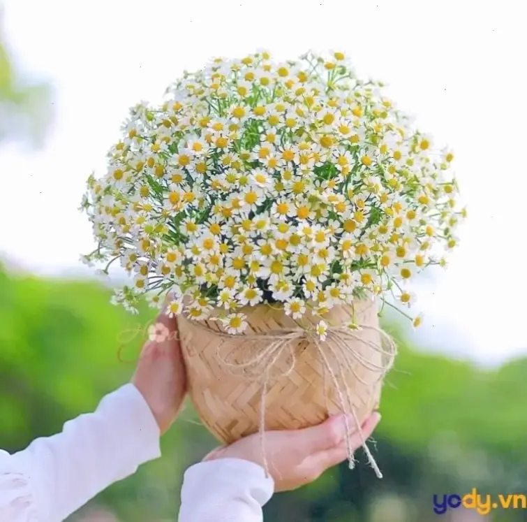 Background hoa cúc ấn tượng, phù hợp mọi thiết bị, mang hương sắc thiên nhiên vào cuộc sống hàng ngày.