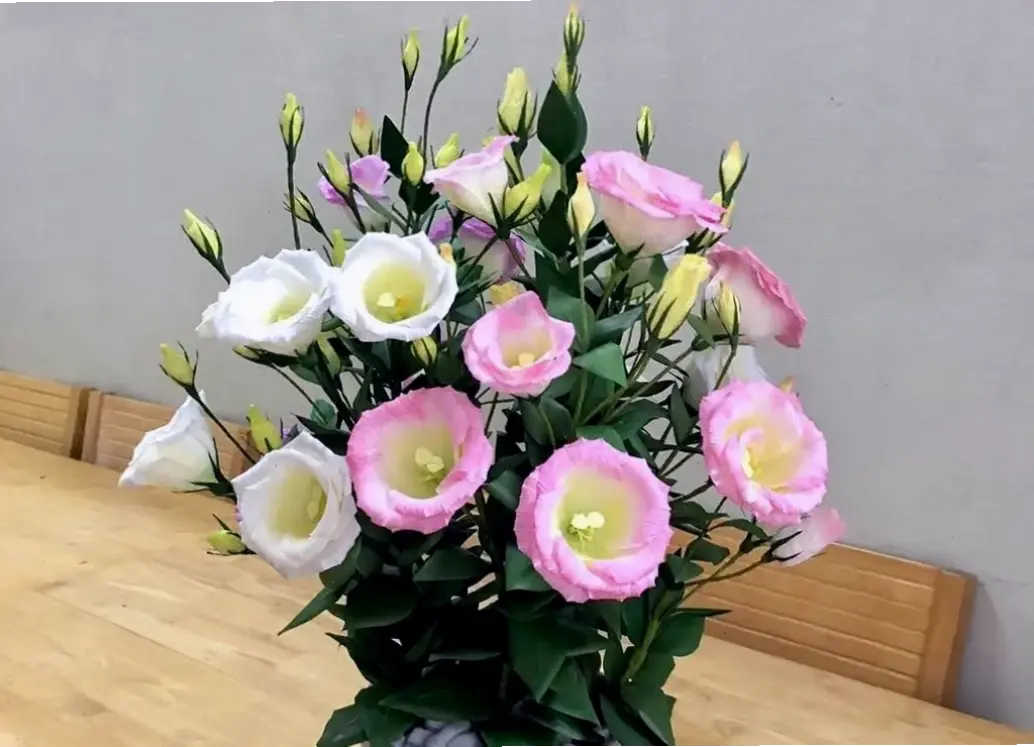 Bí quyết cách cắm hoa cát tường tươi lâu, giữ màu sắc rực rỡ và tươi mát suốt nhiều ngày.