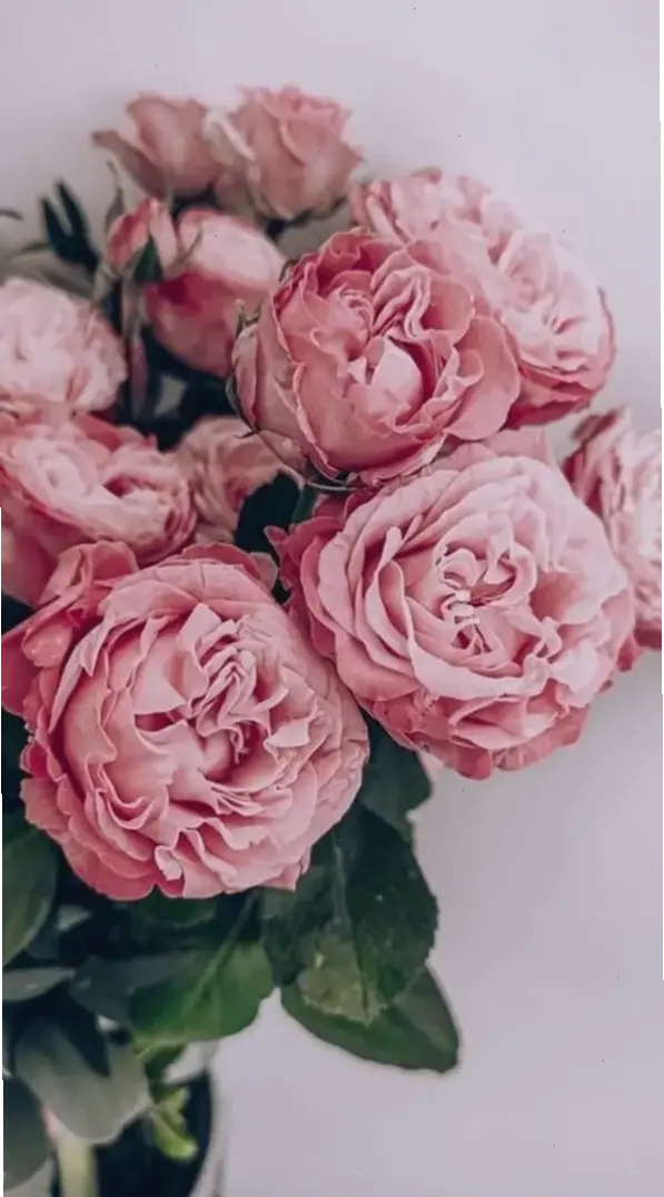 Biến điện thoại thành khu vườn hoa mẫu đơn với hình nền sống động, tượng trưng cho sự may mắn và phong cách cá nhân.