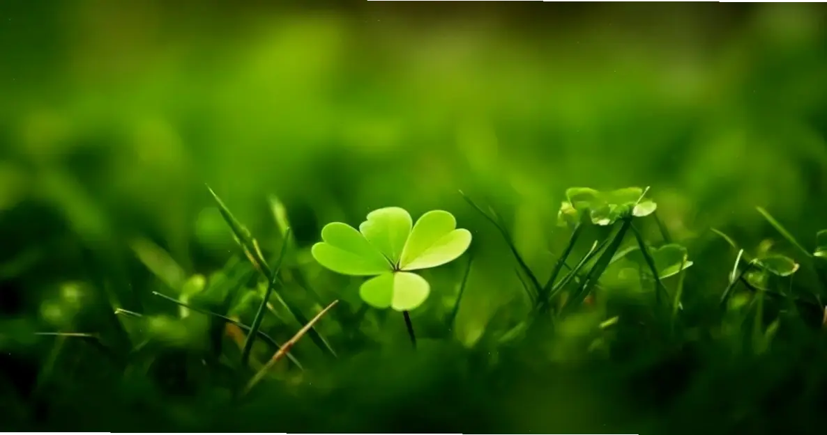 Biến máy tính thành khu vườn với hình nền cỏ ba lá, tạo cảm giác thư giãn và tươi mới.