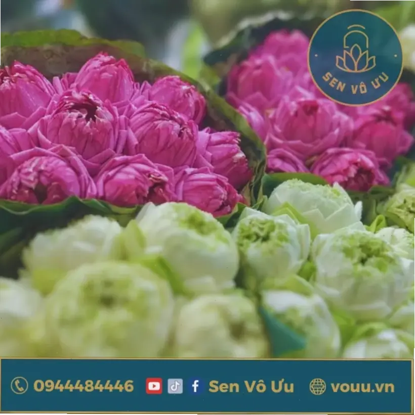 Biểu tượng hoa sen trong Phật giáo, đại diện giác ngộ từ bùn lầy, ý nghĩa sâu sắc văn hóa.