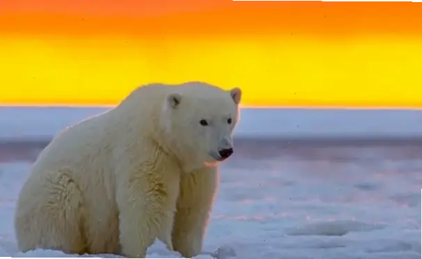 Bình minh Bắc Cực rực rỡ, ánh sáng lung linh trên lớp băng tuyết đánh thức mọi giác quan bằng vẻ đẹp kỳ diệu.