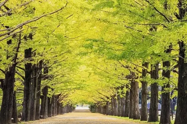 Bình minh mùa thu với lá cây lung linh ánh nắng, mang đến năng lượng tươi mới và cảm hứng sáng tạo.