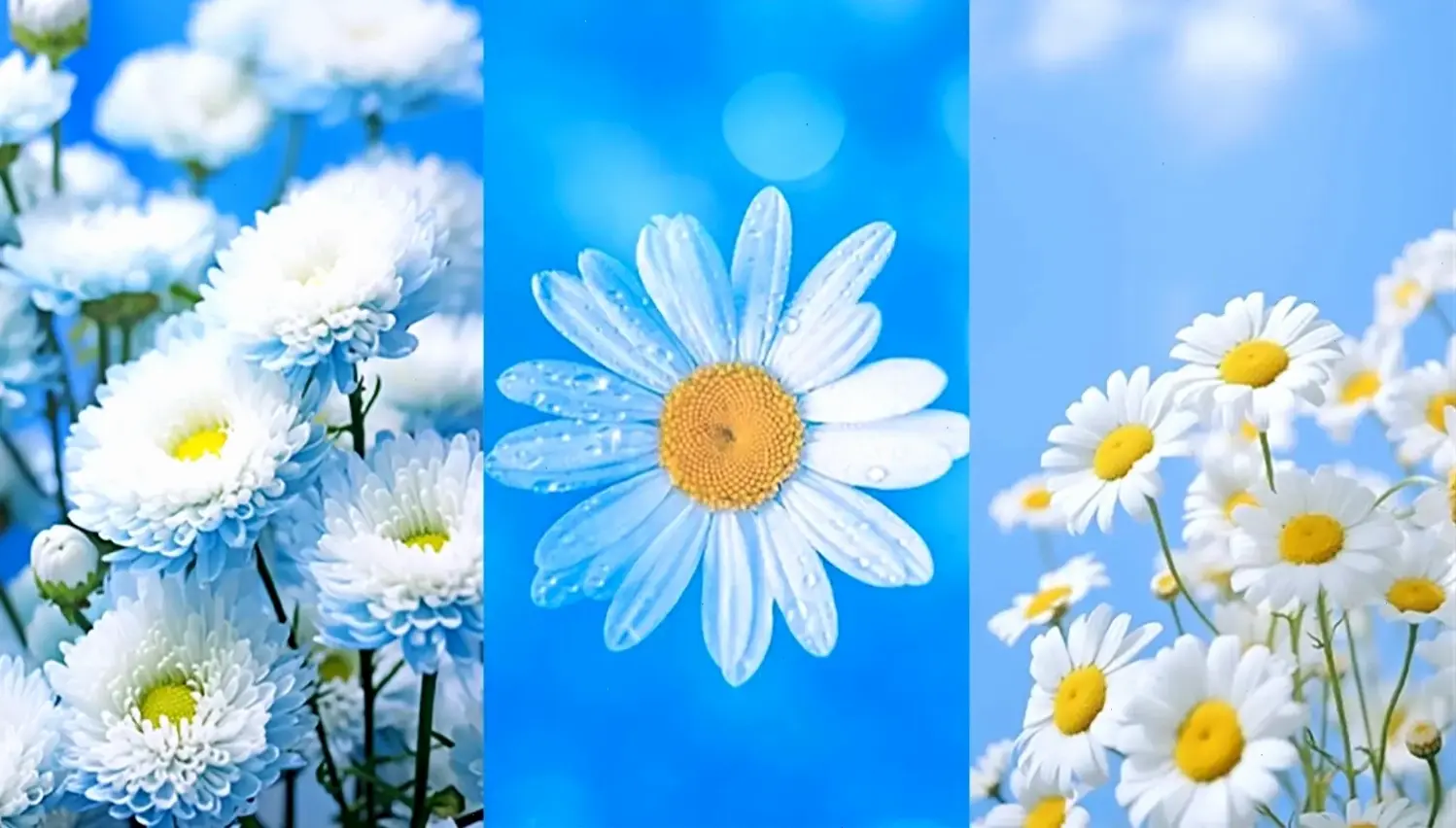 Bình minh rực rỡ với cúc họa mi, hình ảnh tươi mới đánh thức năng lượng tích cực cho ngày mới của bạn.