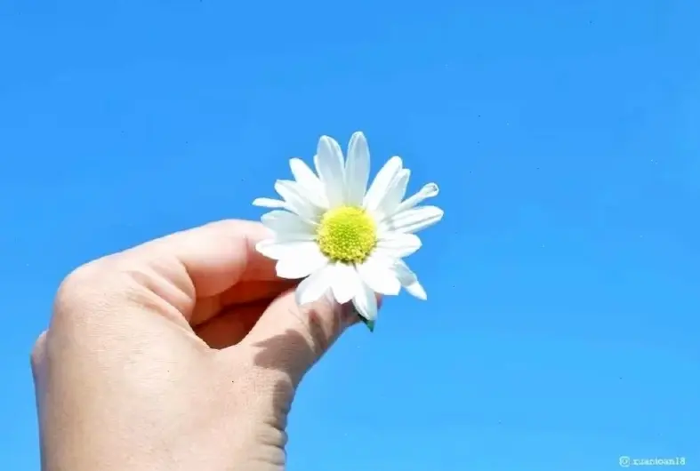 Bó hoa cúc anh rực rỡ, món quà ý nghĩa để bày tỏ tình cảm và sự quan tâm đến người thân.