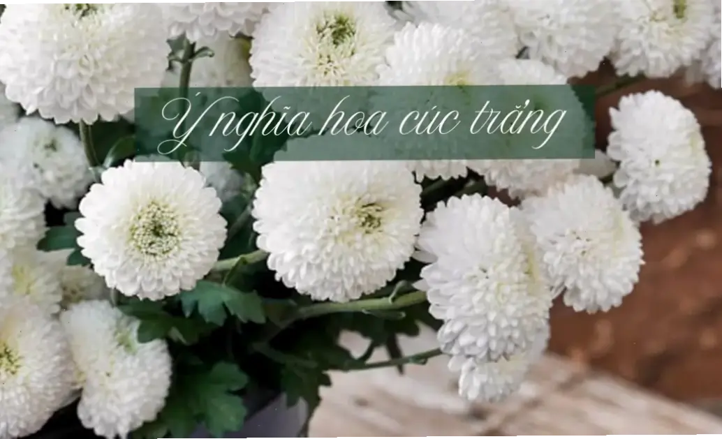 Bó hoa cúc trắng tinh khiết, món quà ý nghĩa để bày tỏ sự kính trọng và tri ân dành cho thầy cô ngày 20/11.