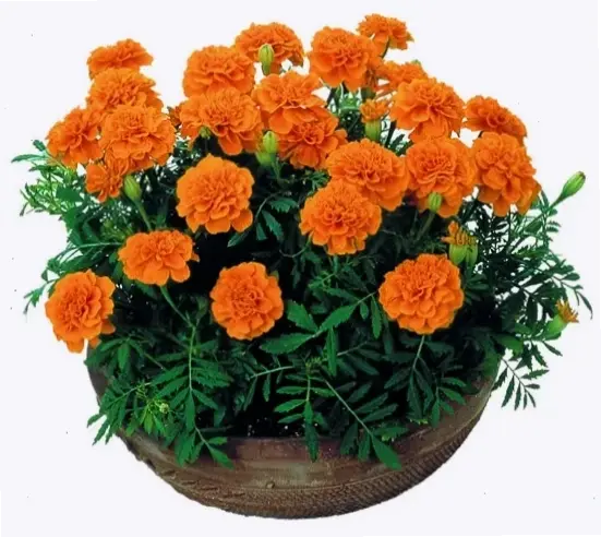 Bó hoa cúc vạn thọ tươi thắm, lý tưởng để tặng người thân dịp lễ.