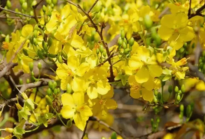 Bó hoa cưới với hoa mai vàng, biểu tượng tinh khôi và tình yêu vĩnh cửu, làm nổi bật khoảnh khắc thiêng liêng.