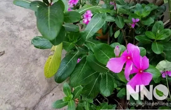 Bó hoa dừa cạn xinh đẹp, món quà ý nghĩa thể hiện tình yêu thương, mang màu sắc rực rỡ đến người thân yêu.