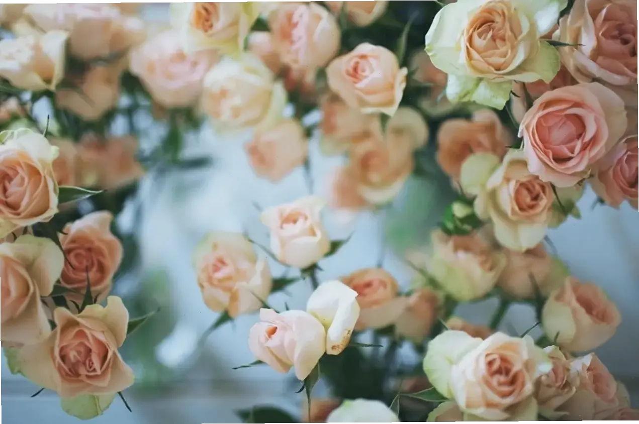 Bó hoa hồng cưới 4K sắc nét, làm nổi bật khoảnh khắc quan trọng với vẻ đẹp tự nhiên và tinh tế.