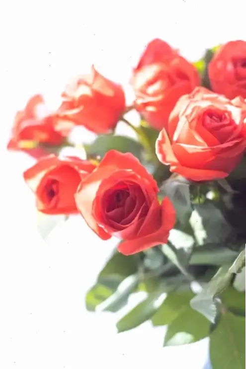 Bó hoa hồng qua macro, món quà ý nghĩa với màu sắc rực rỡ và hương thơm quyến rũ.