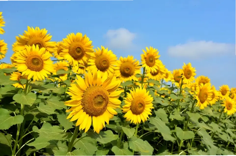 Bó hoa hướng dương đồng quê, ý tưởng trang trí đơn giản nhưng đầy màu sắc và tươi tắn.