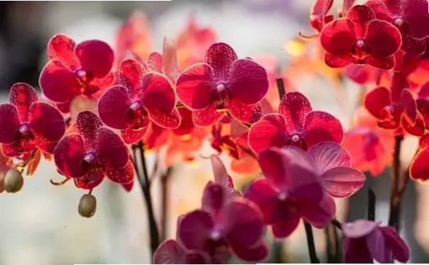 Bó hoa lan tươi thắm, món quà chúc mừng sang trọng và đầy ý nghĩa cho người thân yêu.