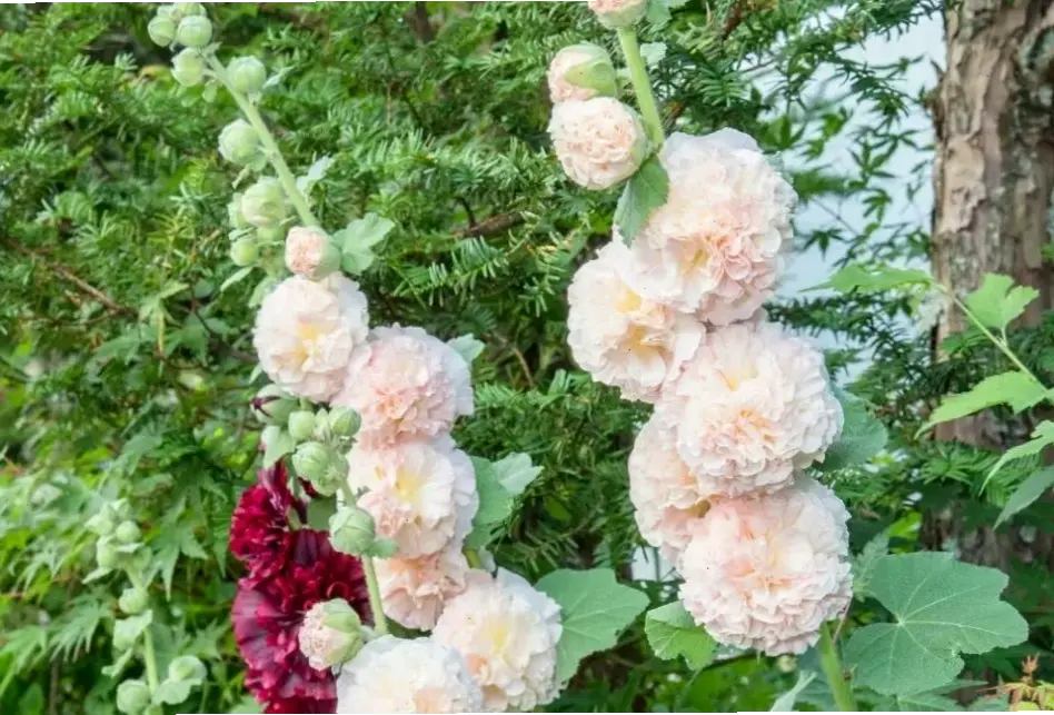 Bó hoa mãn đình hồng tươi thắm, hoàn hảo cho những món quà ý nghĩa.