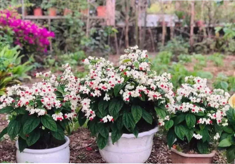 Bó hoa ngọc nữ xinh xắn, món quà ý nghĩa dành tặng người thân yêu.