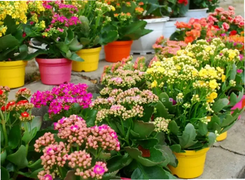 Bó hoa sống đời xinh xắn, món quà ý nghĩa thể hiện tình cảm ấm áp.