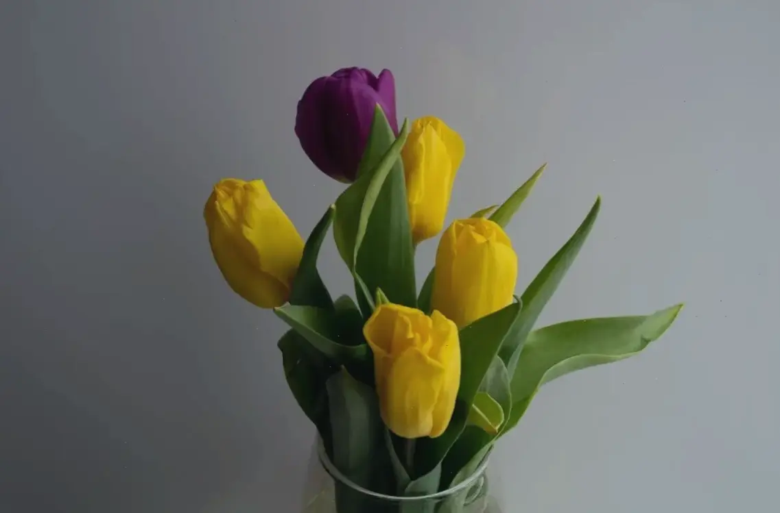 Bó hoa tulip tươi thắm qua ảnh cận cảnh, món quà ý nghĩa dành tặng người thân yêu trong những dịp đặc biệt.