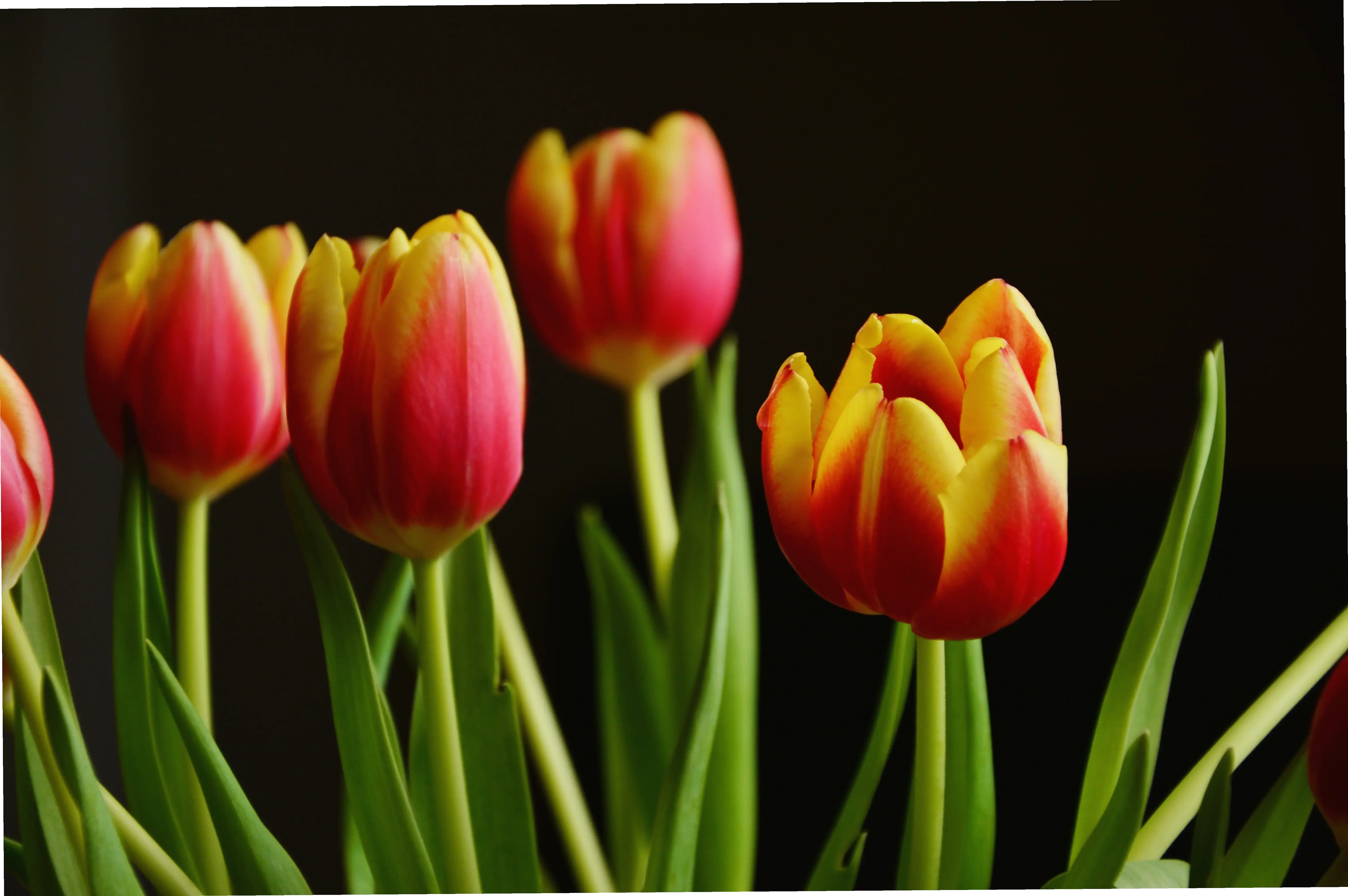 Bó hoa tulip tươi thắm qua ảnh macro, món quà ý nghĩa cho người thân yêu quý.