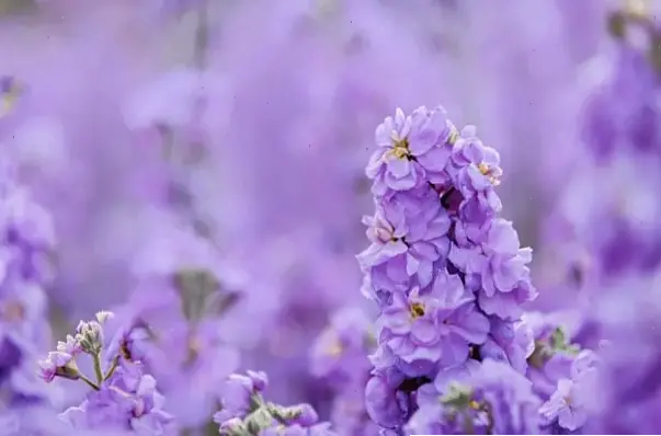 Bó hoa violet xinh xắn, món quà hoàn hảo để bày tỏ tình cảm chân thành và ấm áp.