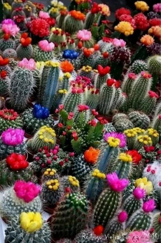 Bó hoa xương rồng tươi mới, món quà ý nghĩa thể hiện sự mạnh mẽ và yêu thương chân thành.