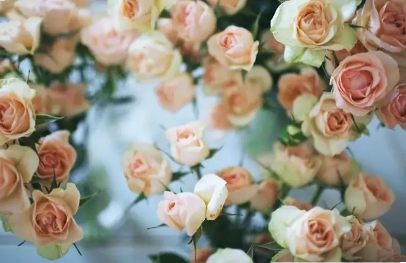 Bức ảnh cận cảnh hoa hồng lãng mạn, đánh thức trái tim bằng sắc màu tình yêu dịu dàng.