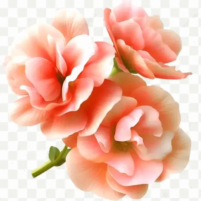 Bức ảnh hoa cẩm chướng lãng mạn khơi dậy cảm xúc yêu đương, hoàn hảo cho khoảnh khắc riêng tư.